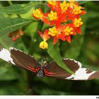 Heliconius sapho leuce