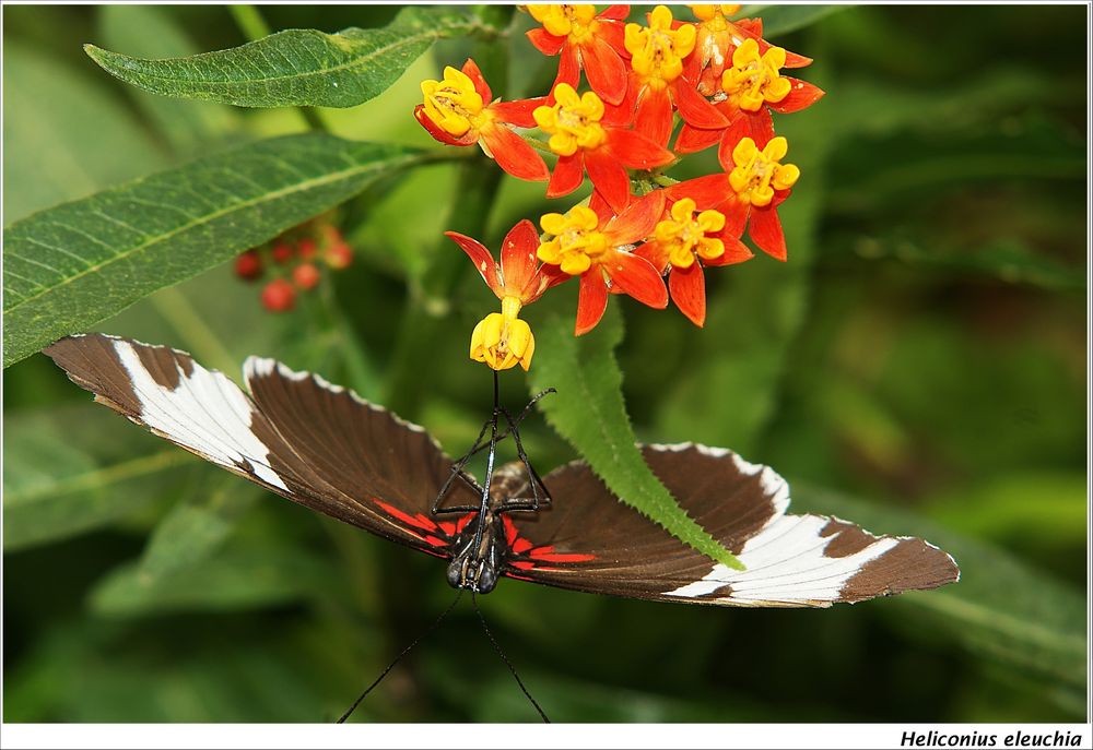 Heliconius sapho leuce