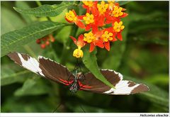 Heliconius sapho leuce