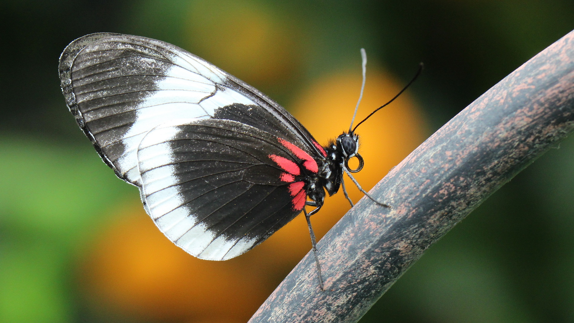 Heliconius sapho sapho