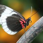 Heliconius sapho sapho