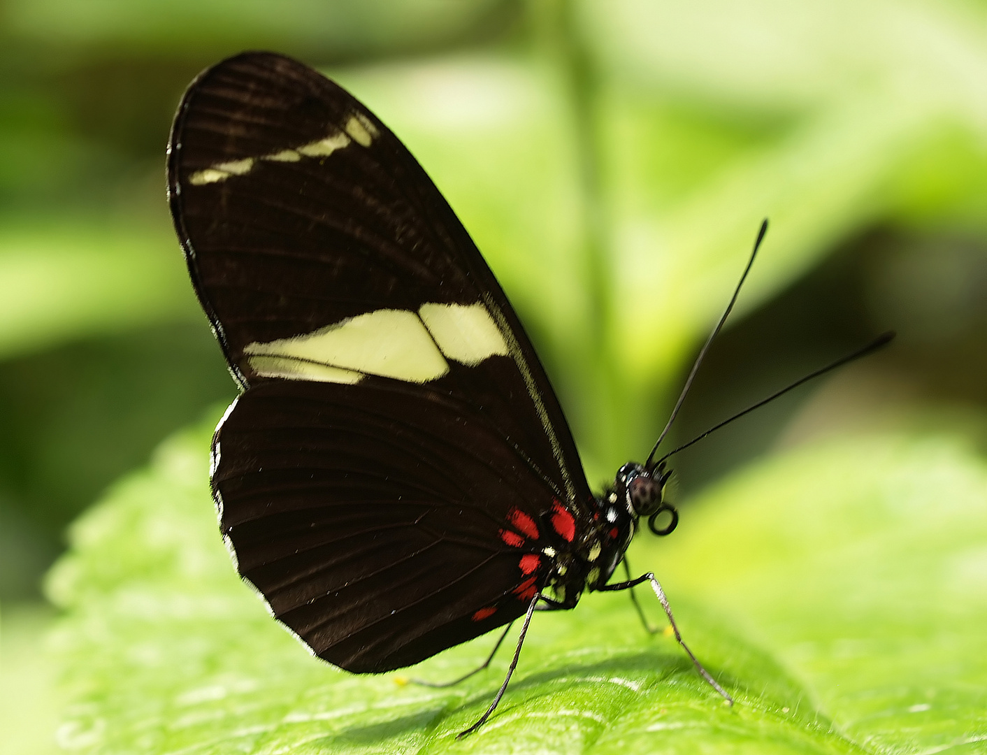 Heliconius sara