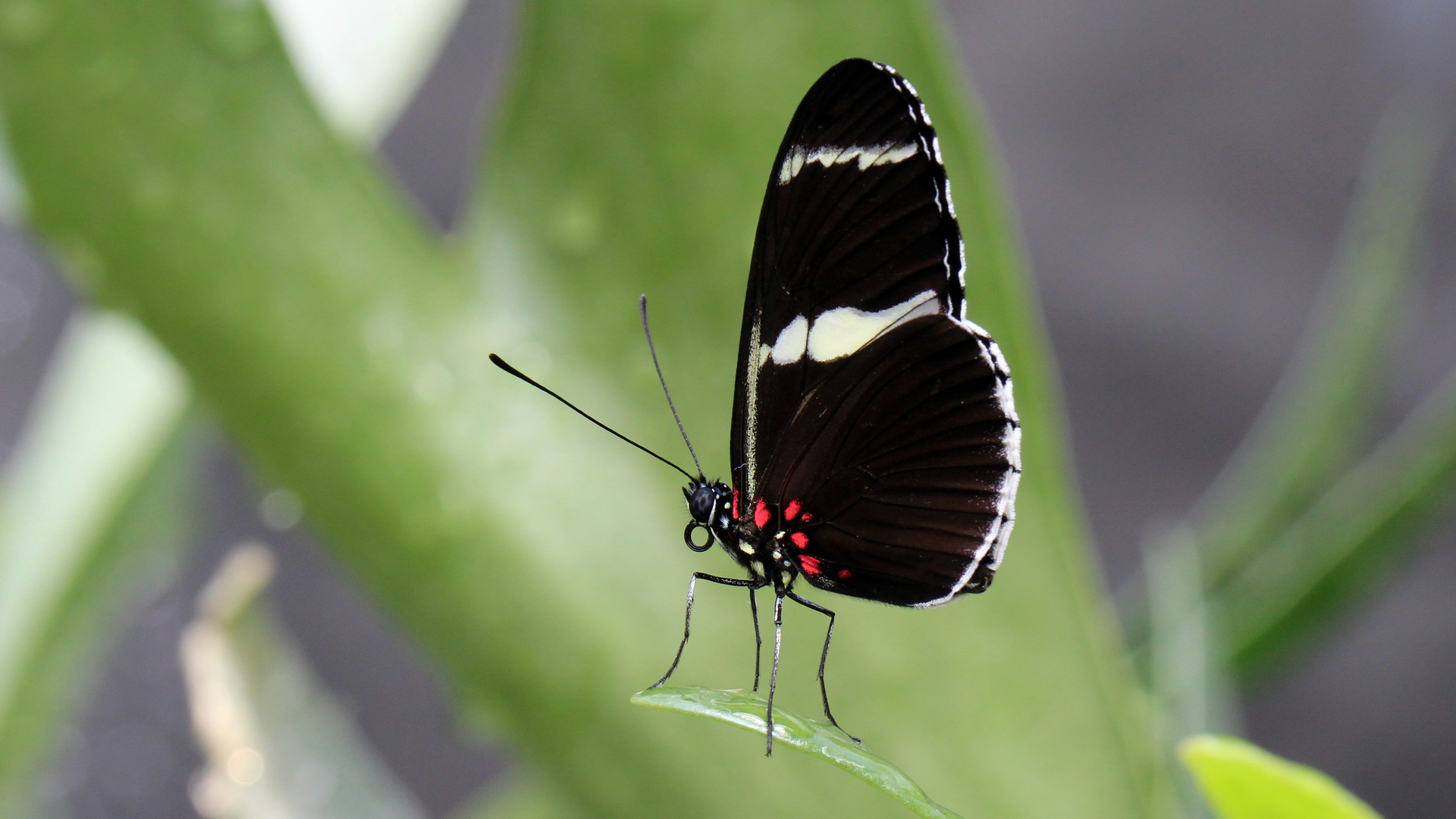 Heliconius sara