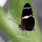 Heliconius sara