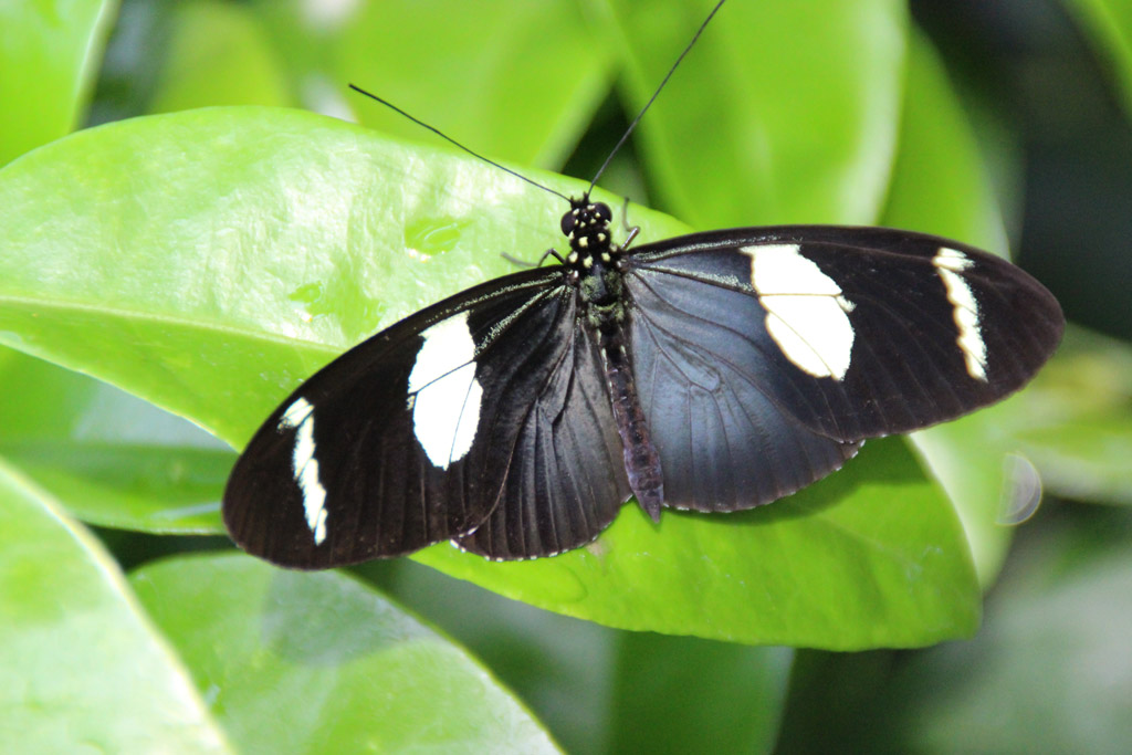 Heliconius sara 