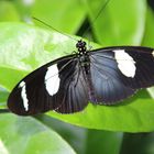 Heliconius sara 