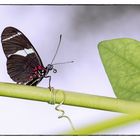 Heliconius sara