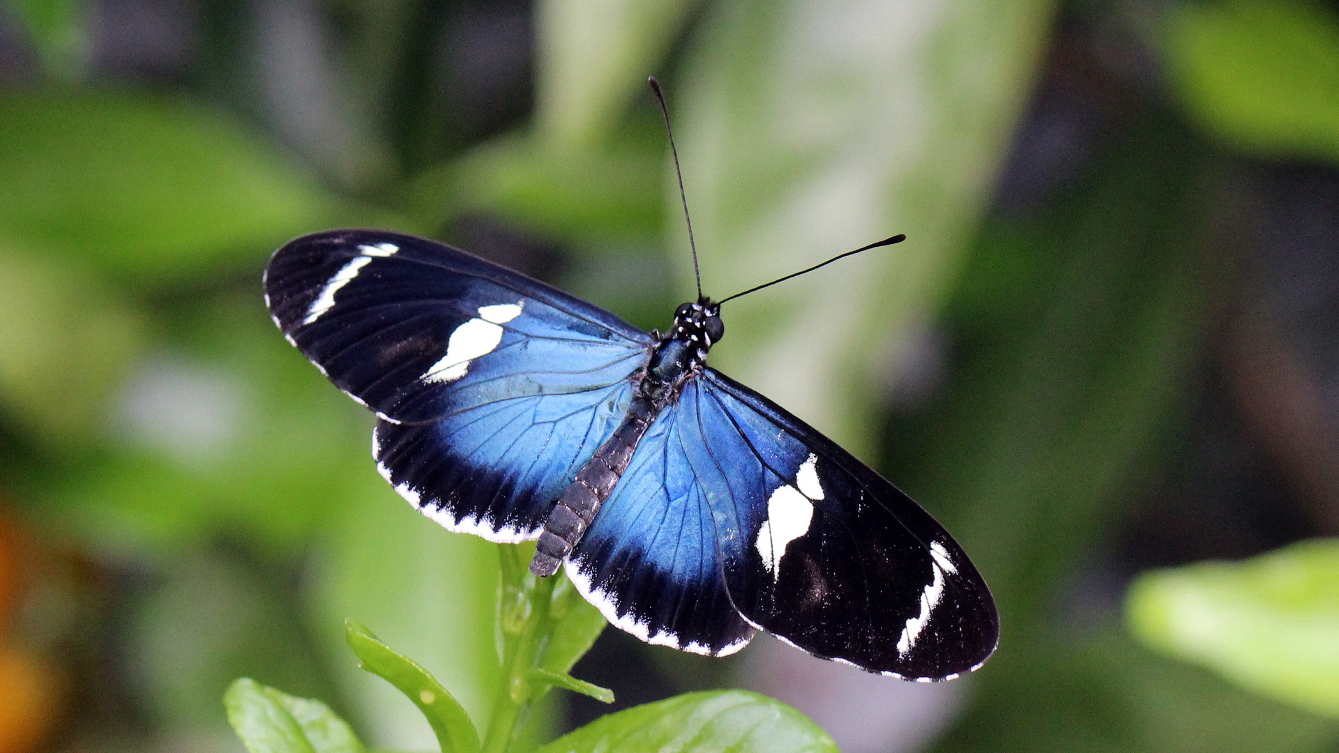 Heliconius sara