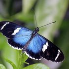 Heliconius sara