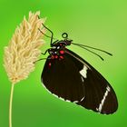 Heliconius sara 