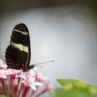 heliconius sara