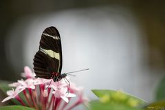 heliconius sara