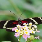 Heliconius sara