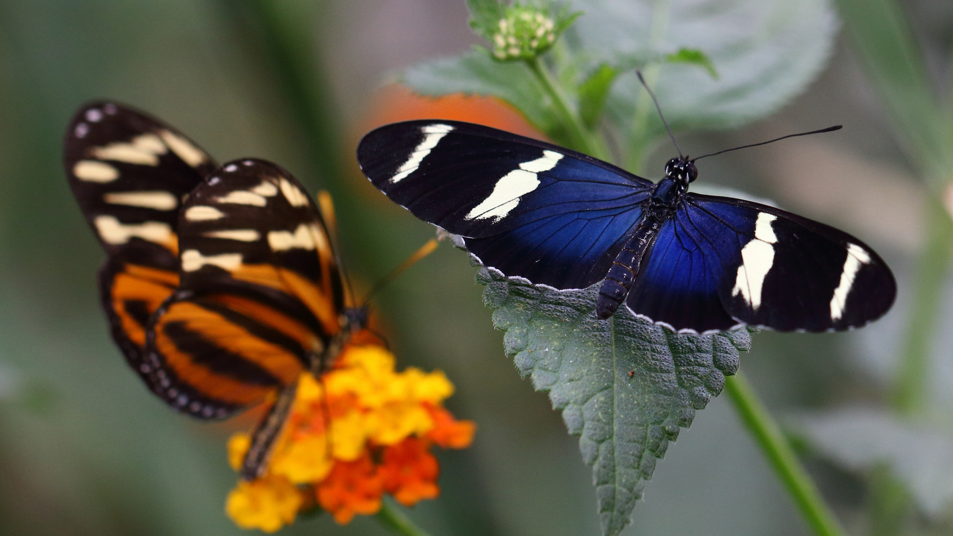 Heliconius sara