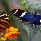 Heliconius sara