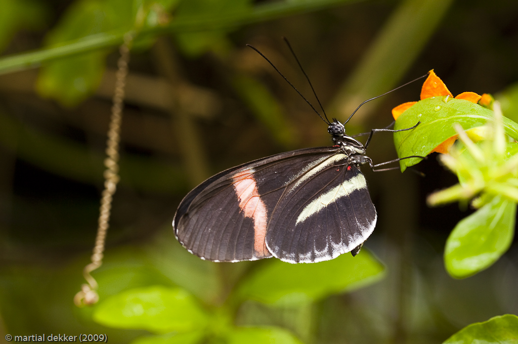 Heliconius sara