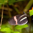 Heliconius sara