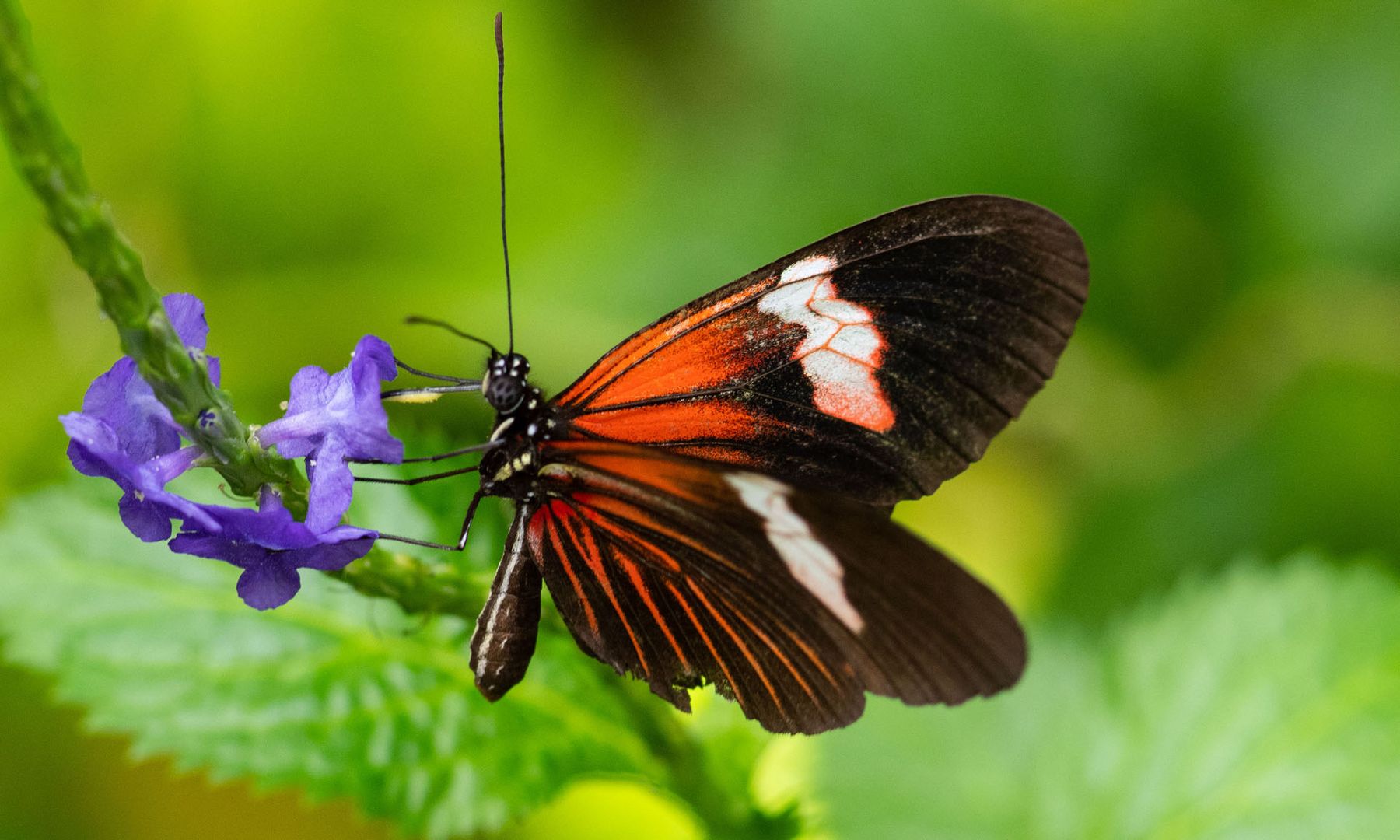 Heliconius-Schmetterling