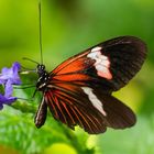 Heliconius-Schmetterling