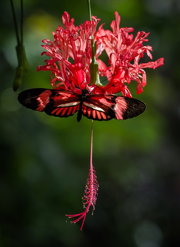 Heliconius Sp. reloaded