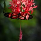 Heliconius Sp. reloaded