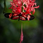 Heliconius Sp. reloaded