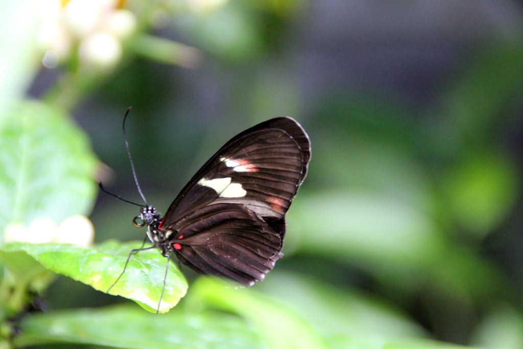 Heliconius spec. 