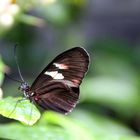 Heliconius spec. 