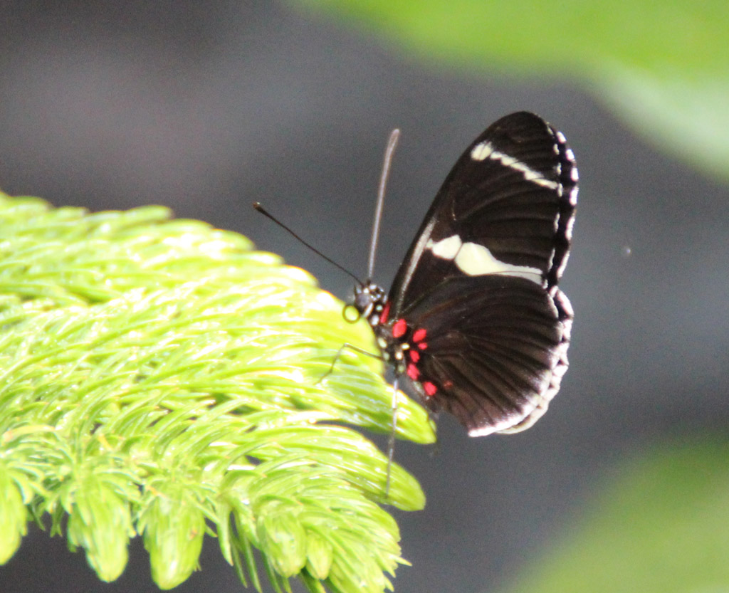 Heliconius spec.