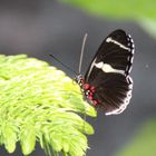 Heliconius spec.