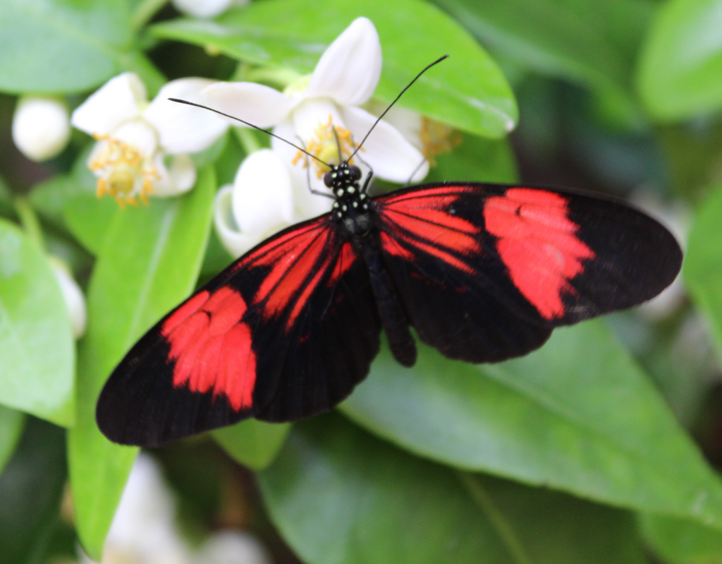  Heliconius  spec. 