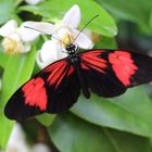  Heliconius  spec. 