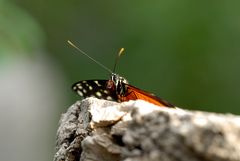 Heliconius spec. (Nymphalidae)