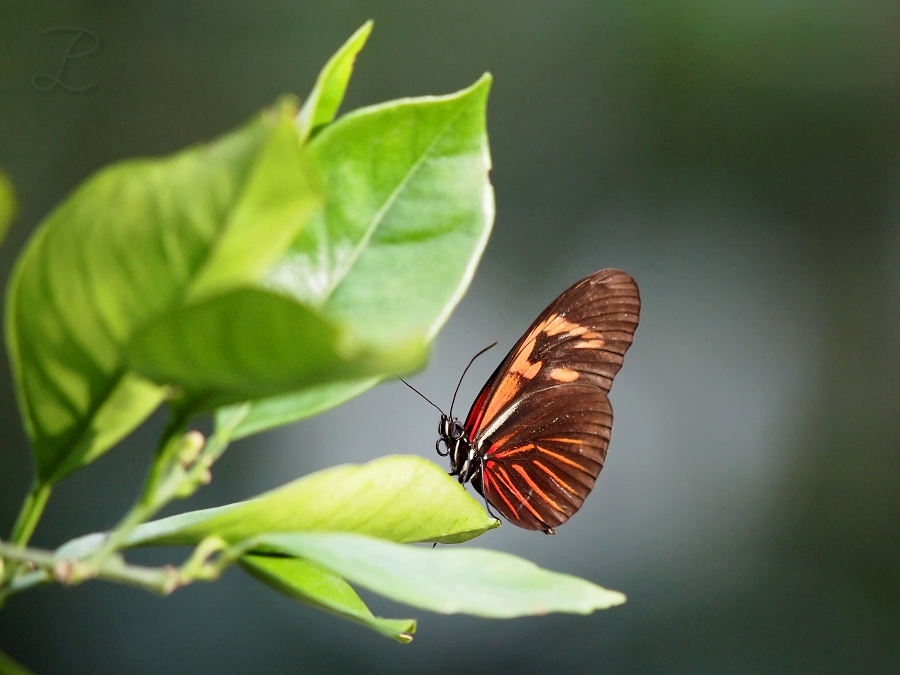 Heliconius xanthocles