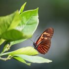 Heliconius xanthocles