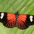 Heliconius xanthocles zamora