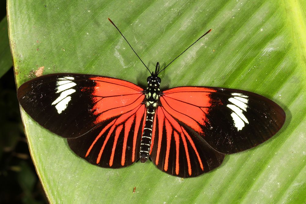 Heliconius xanthocles zamora