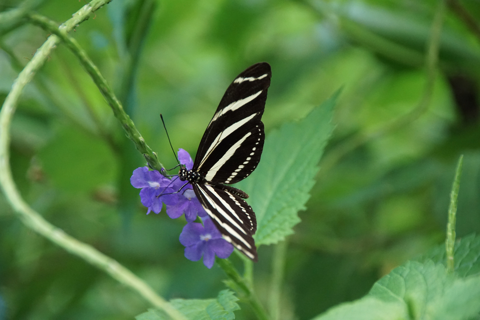 heliconius_charithonia