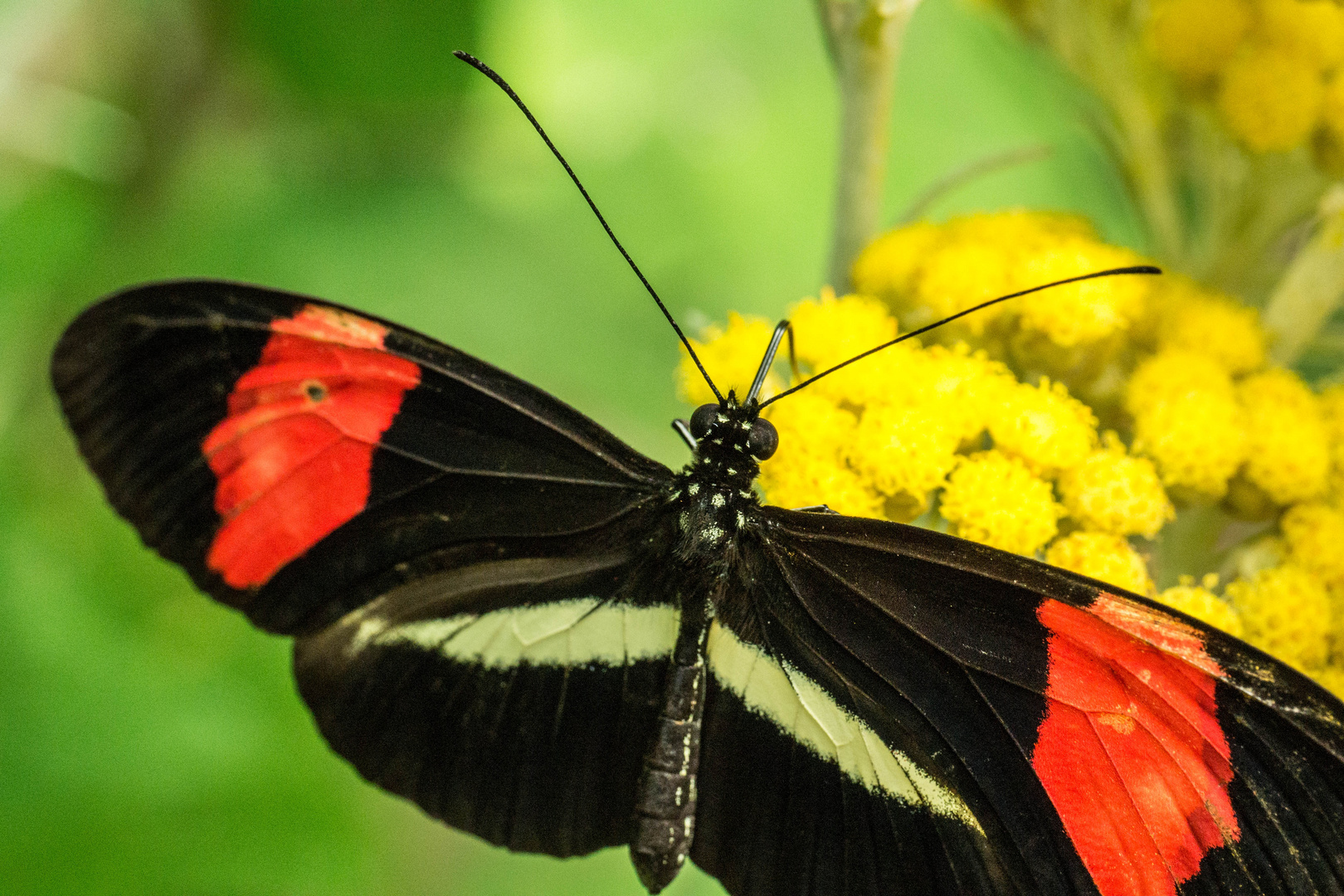 Heliconiusfalter