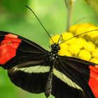 Heliconiusfalter