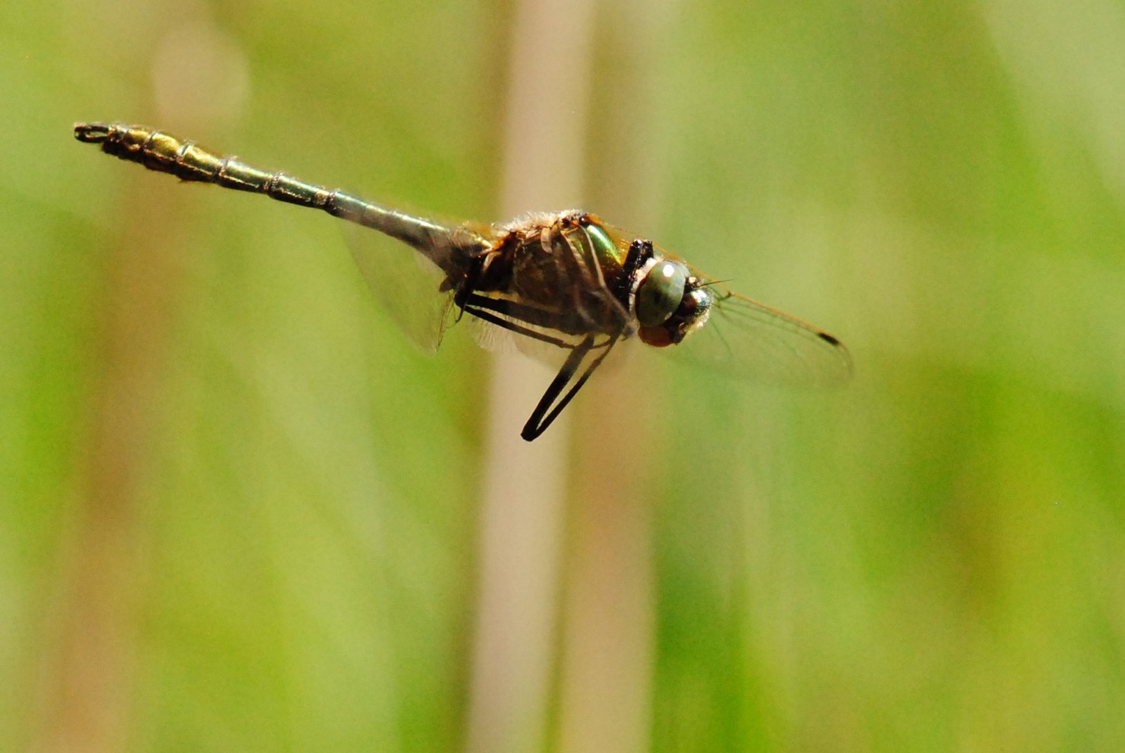 ~ Helicopter ~ (Cordulia aenea, m)