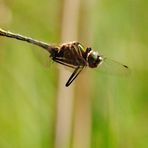 ~ Helicopter ~ (Cordulia aenea, m)