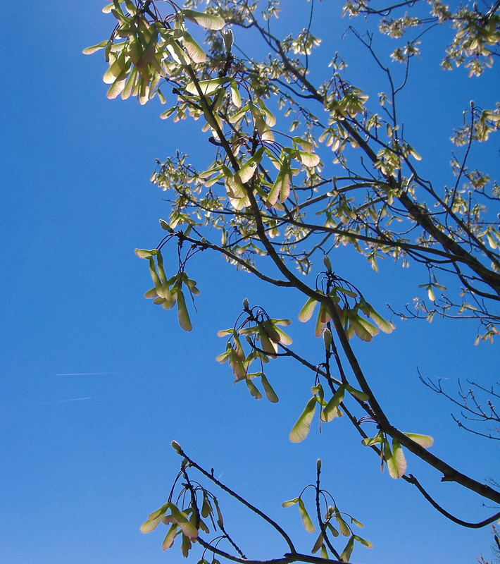 helicopter tree