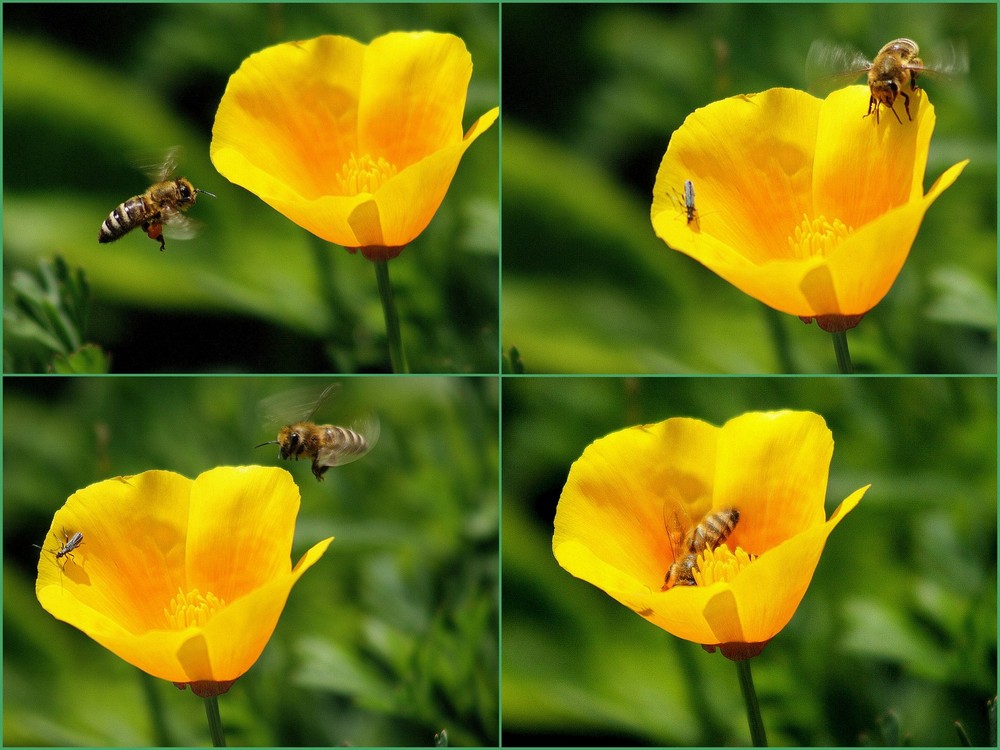 helicopter vs. california goldmohn