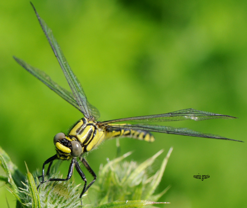 hélicoptère