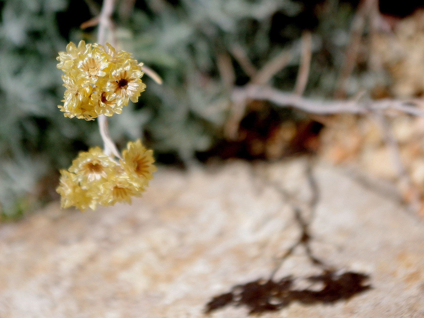 Helicrysum arenarium ou immortelle