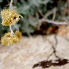 Helicrysum arenarium ou immortelle