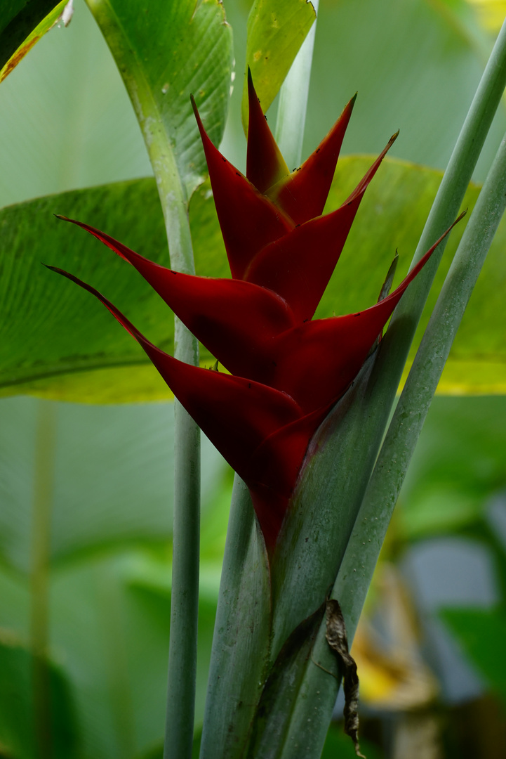 Helikonia Foto & Bild | pflanzen, pilze & flechten, blüten ...