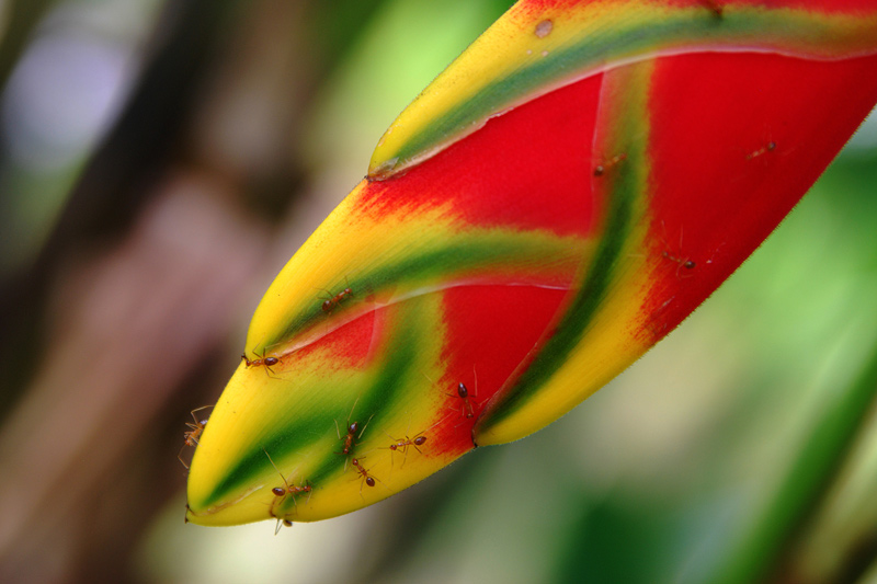 Helikonia