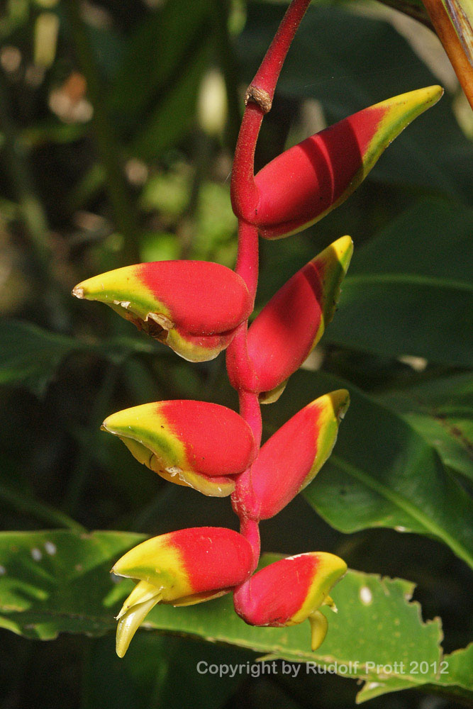 Helikonia